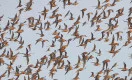 islandske ryler flyver