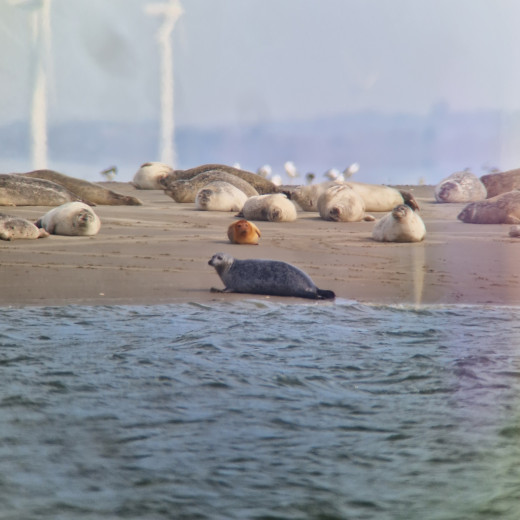 Seal safari - experience Denmark's largest predator